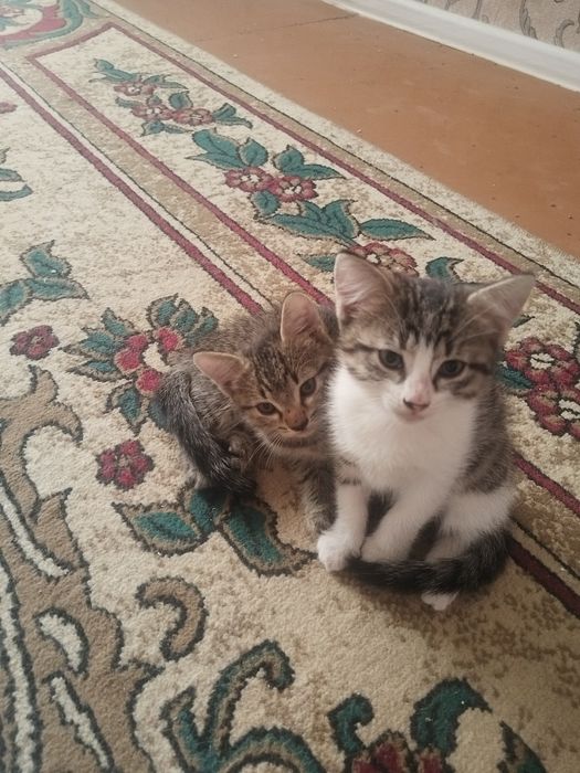 Отдам котят бесплатно