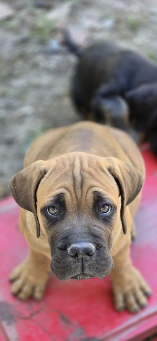 Mascul cane corso