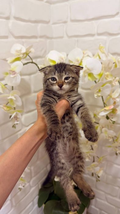Scottish fold 1ta sotiladi  3ta oddiy parodali mushuk xadyaga beriladi