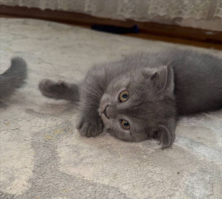 Mushukchalar sotiladi