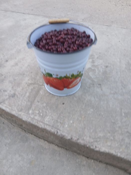 Вишня Шие бар сатылады