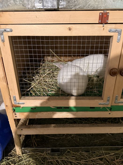 Кролик Баран продам