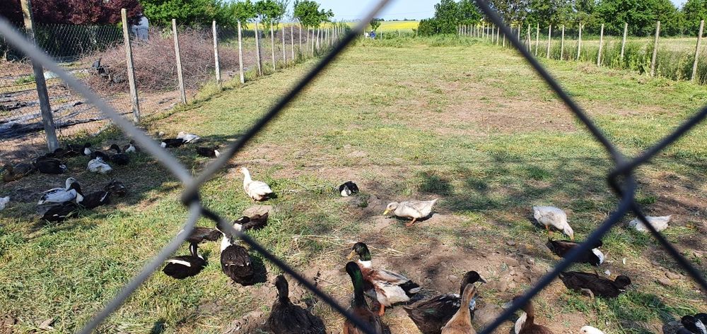 Teren 1000 mp, Oituz (Constanța)