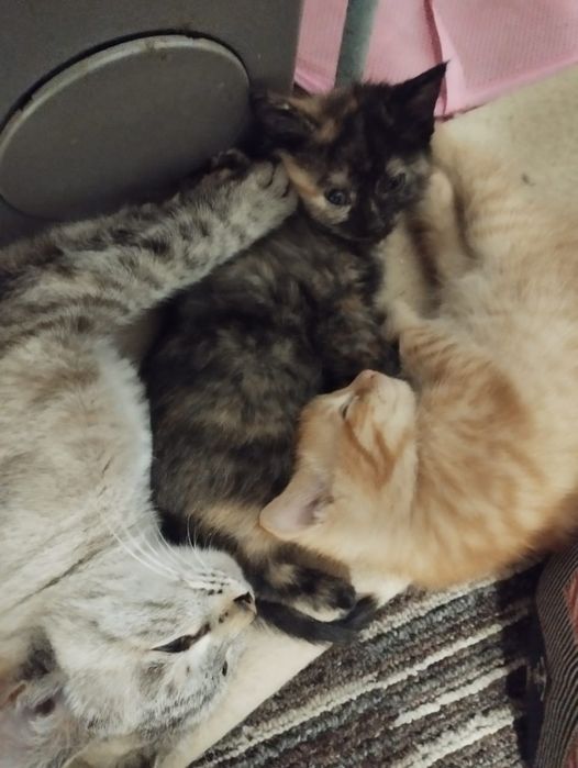 Отдам двух чудесных котят