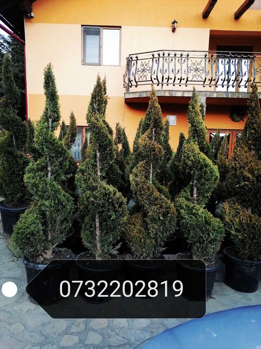 Vând magnolie, brazi, mesteacăn, tei, platan, stejar, paltin, platan