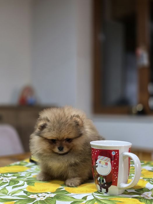 Померанче мини момченце шоко тан!