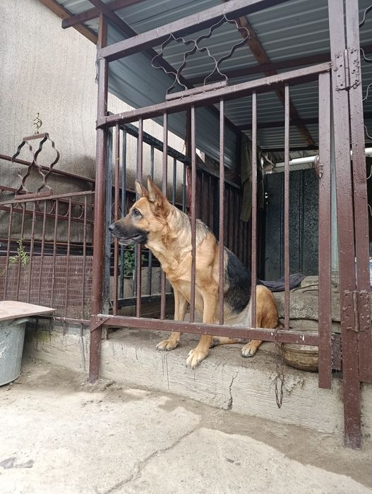 Немецкие овчарки щенки