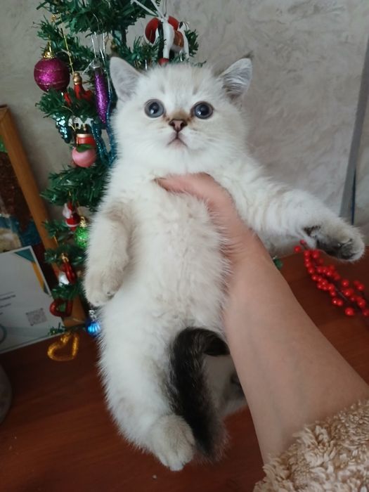 Продаю котенка мальчик