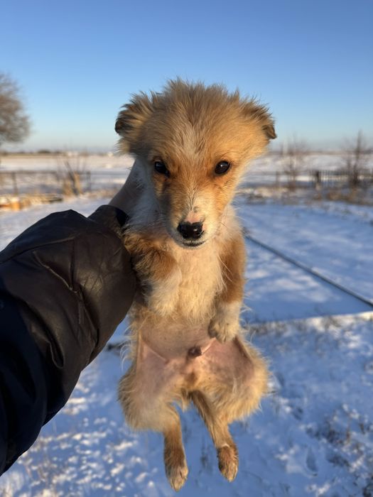 Отдам щенков в добрые руки