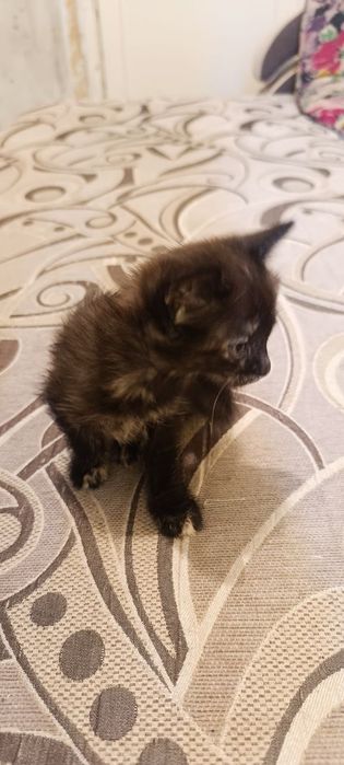 Отдам котёнка в добрые руки