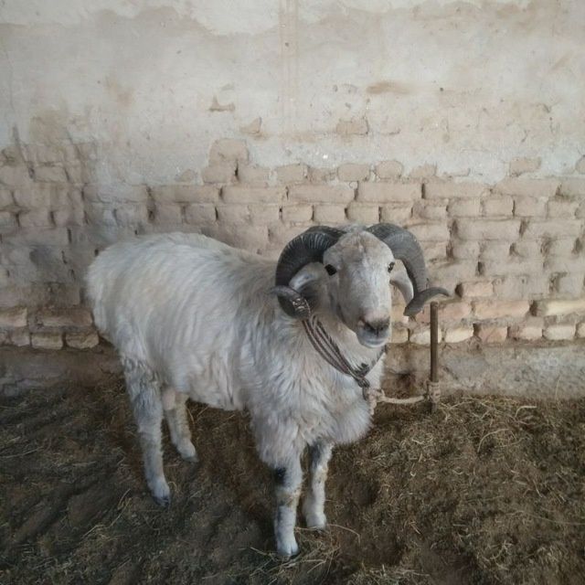 Кочкоркарла козилар сотилади Тойларга садакаларга хам сойиб хам барамз