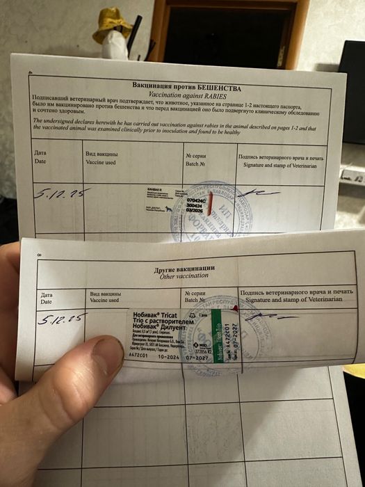 Отдам кошечку в добрые руки