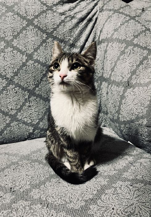 Отдам кошку в хорошие руки