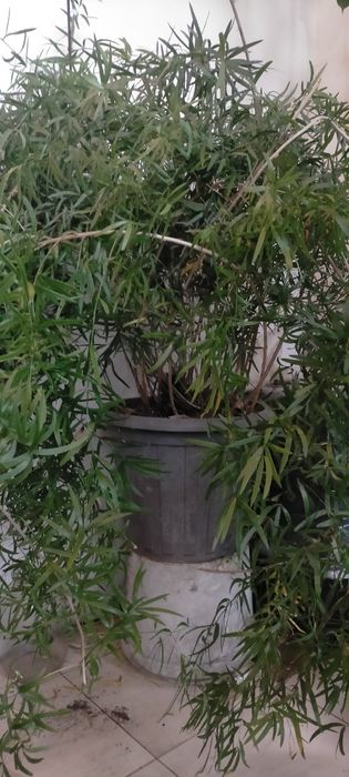 Продается комнатный огромный аспарагус.