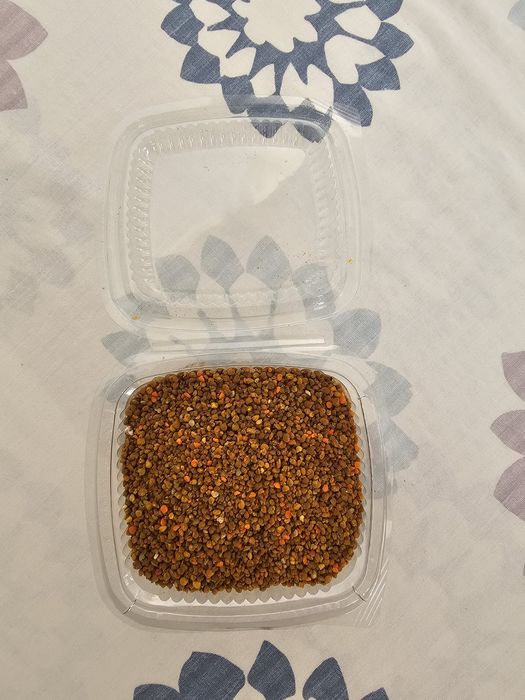 Polen crud de la pomi fructiferi papadie recoltat anul acesta