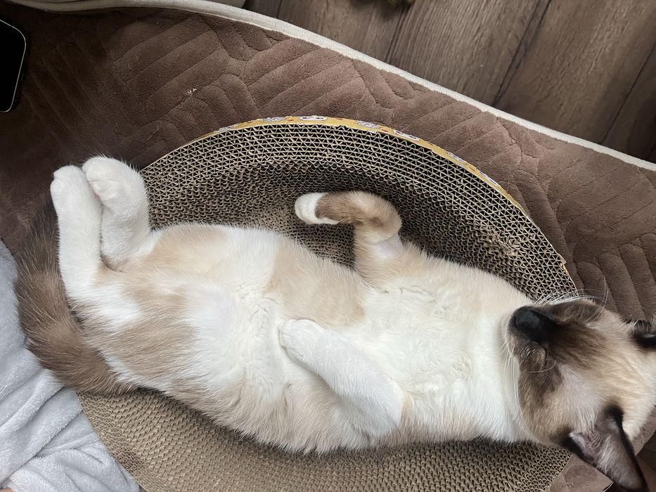Отлаем кота в хорошие руки