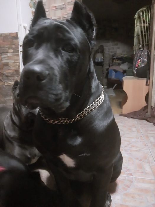 Продатся щенки «Кане Корсо» (Девочка)