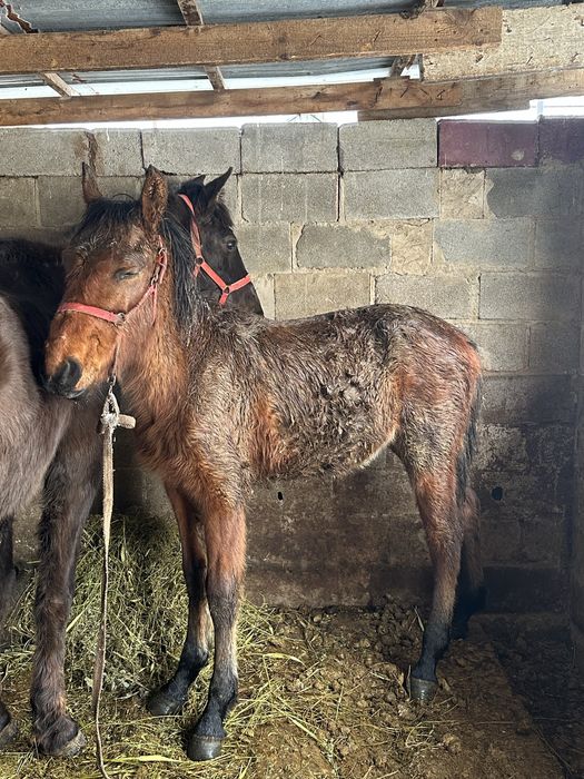 Тай лошадь жеребчик