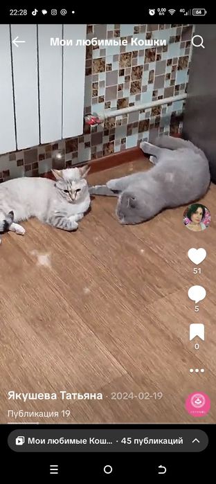 Шотландский вислоухий кот