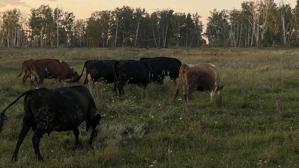 Продам все поголовье сразу