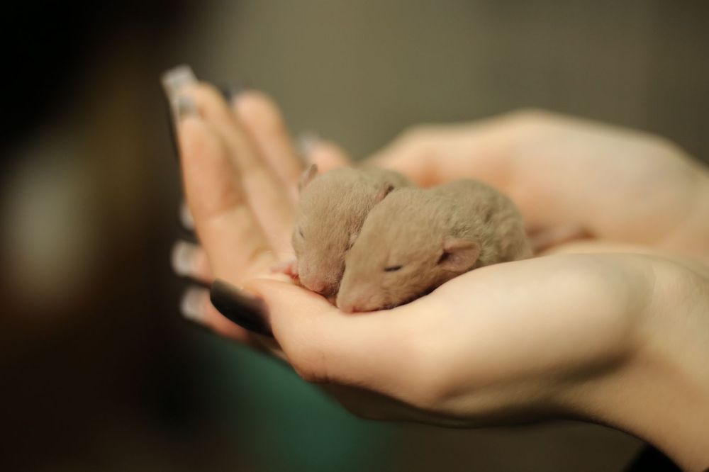 Крысята Дамбо малыши