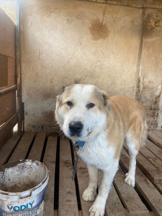 Пародасы жақсы ит сатылады