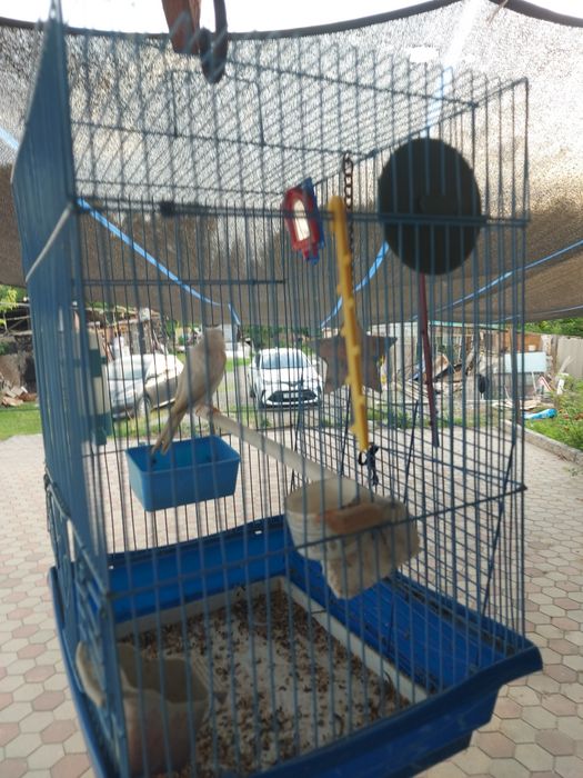Кенар поющий молодой
