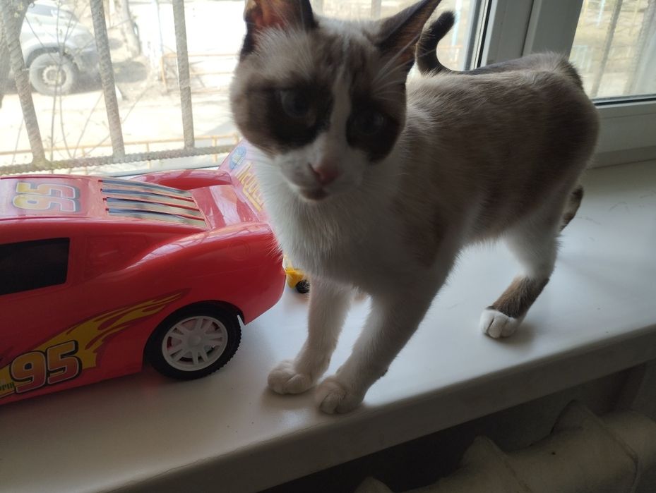 Отдам кошку в хорошие руки