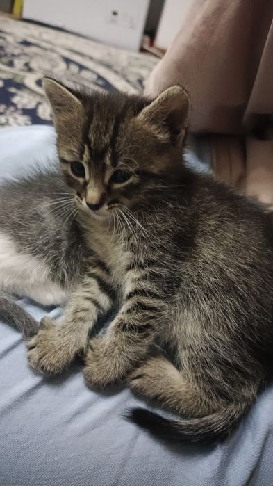Милые, красивые котёнки