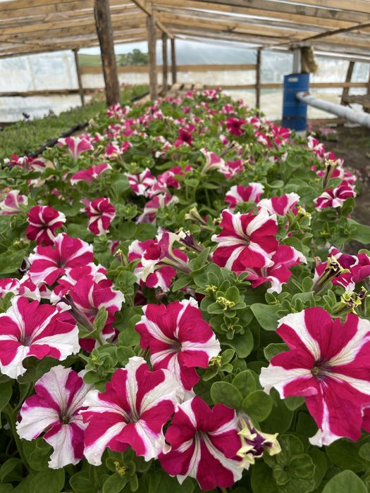 Рассада цветы петуния