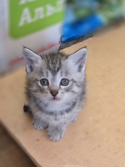 Отдам красивых котят