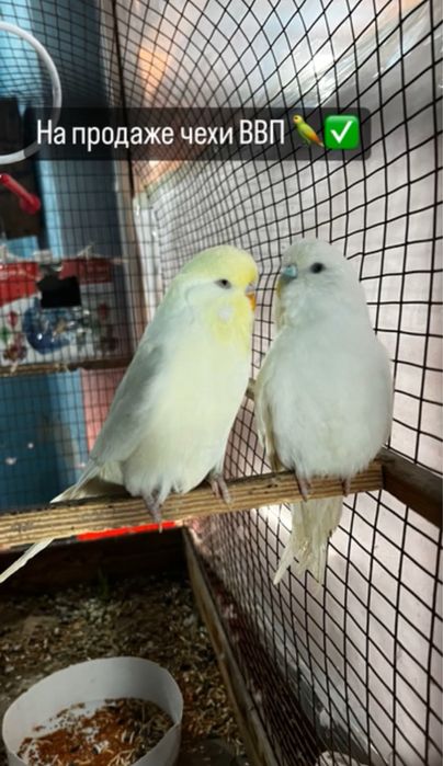 Волнистый попугай