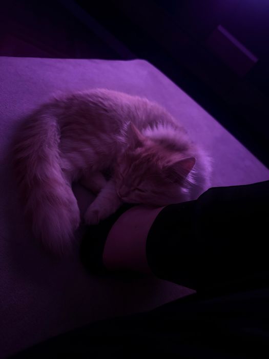 Отдам котика в добрые руки
