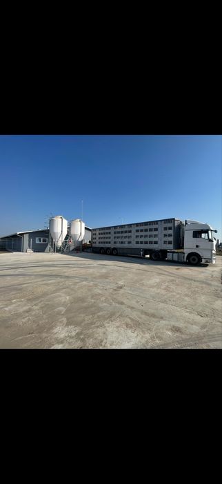 Vand Ferma de porci Noua + Semiremorca+Tractor+full dotari