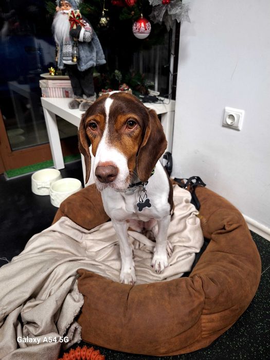 Подарявам куче - Шоколадово гонче