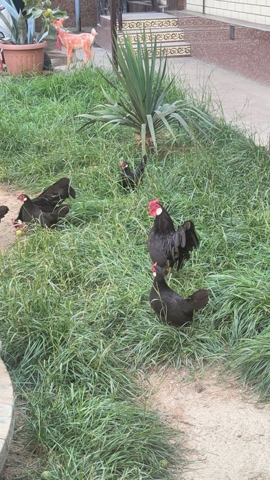 Yapon Beltanka tuxumlari