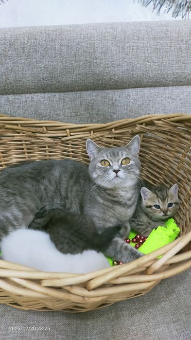 Продам шотландских котят