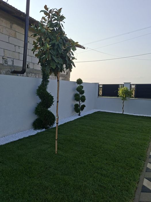 Amenajări grădini de la A a la Z Gazon irigatii drenaje