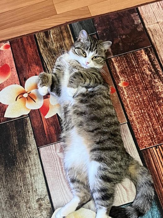 Котенок девочка отдам бесплатно