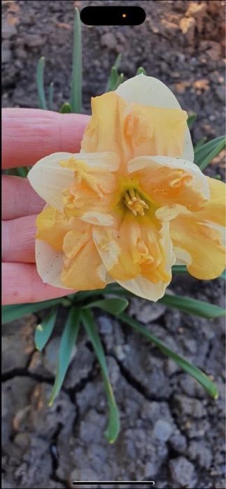 Bulbi de narcise 1 kg 50 kei