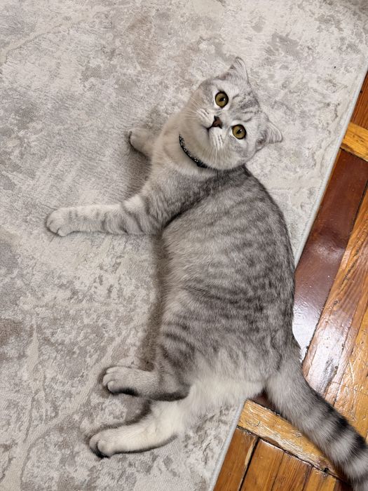 Продается породистый кот