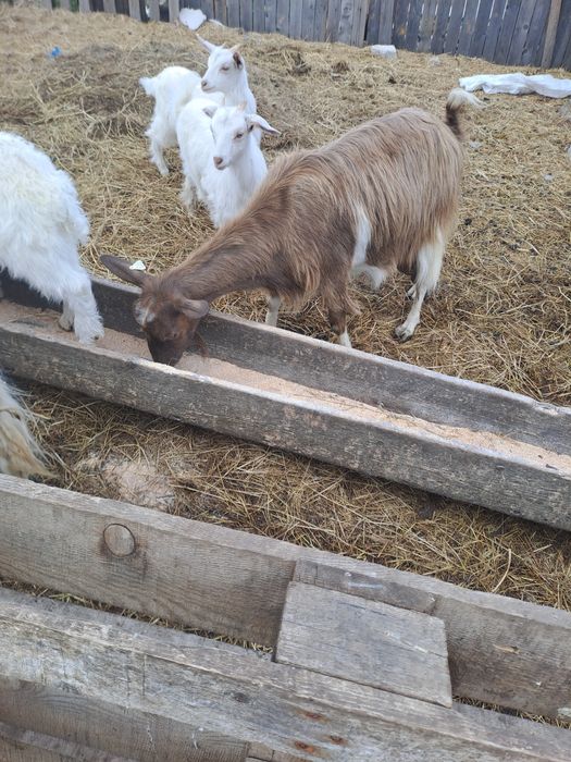 De vânzare 2 iedute din mama de 3 4 litri la zi