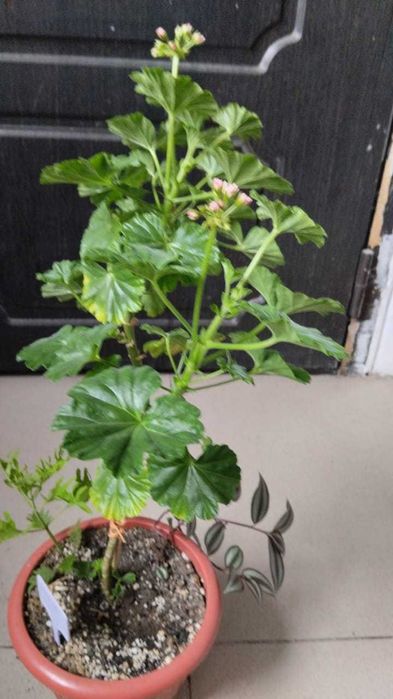 Продам комнатные цветы