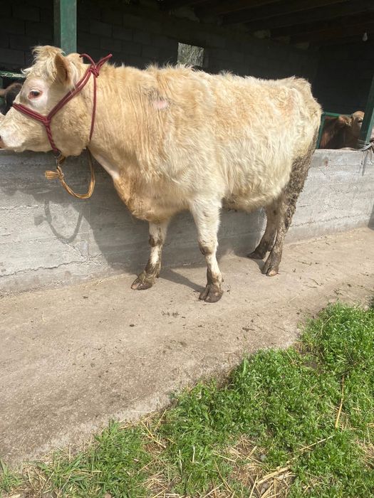 Коровы стельные порода