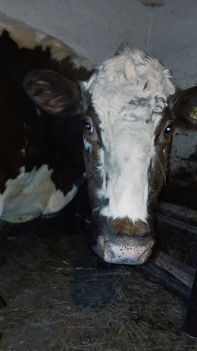 Vând vaca gestantă în 5 luni