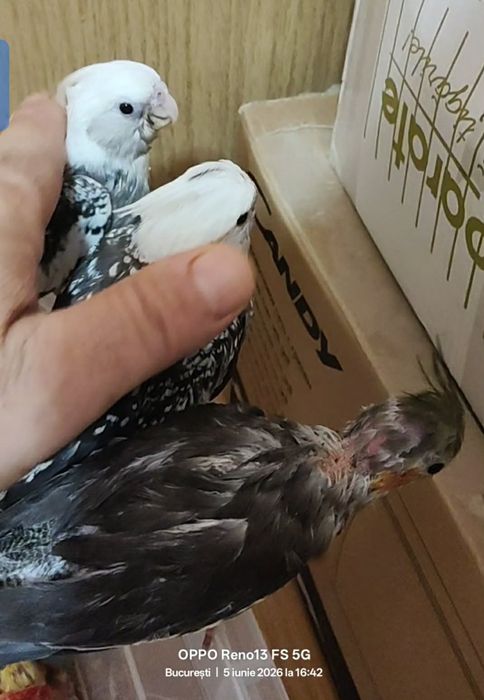 Vând pui  Nimfa crescuți la seringă foarte blânzi