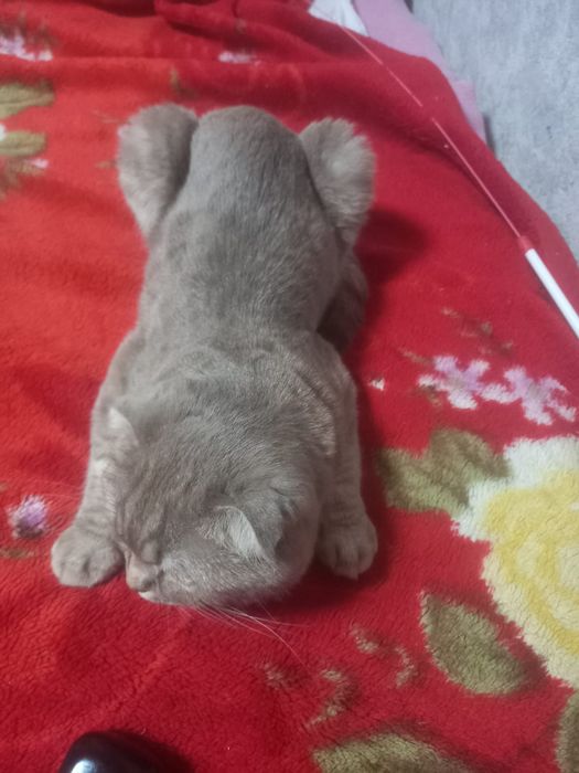 Отдам в добрые руки