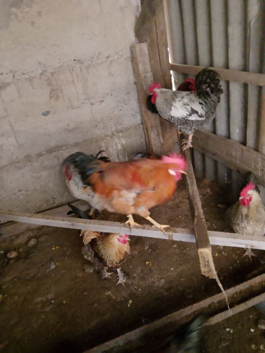 Жас кораздар сатылады