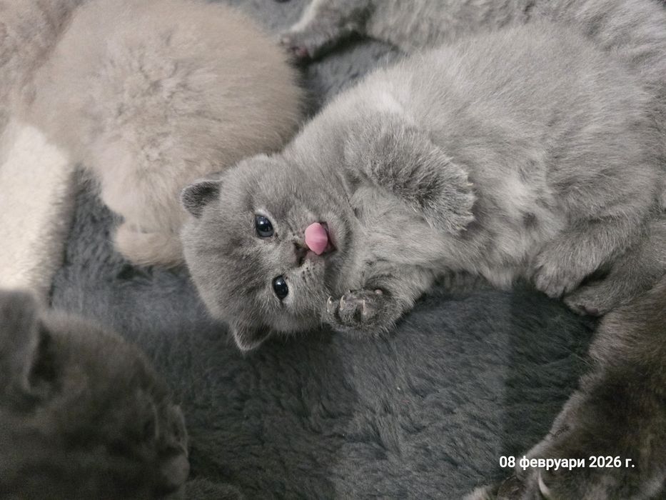 Британски котенца