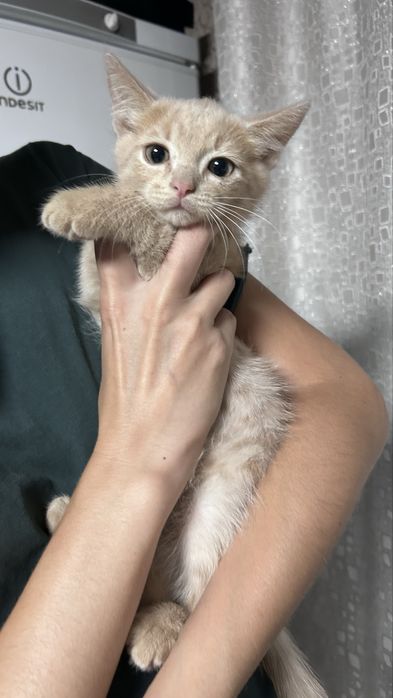 Отдам котят в заботливые руки